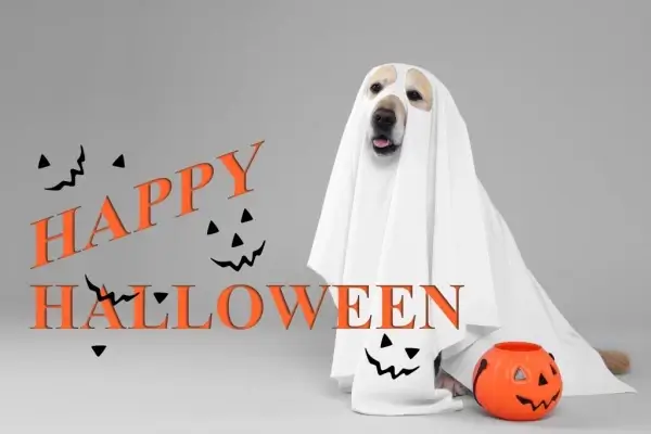 Happy Halloween from Butler Mortgage Group